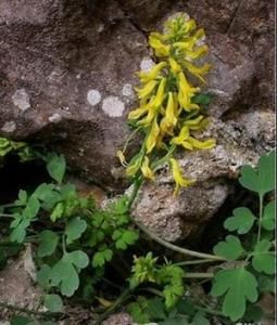 黃色假苞苔 黃色假苞苔