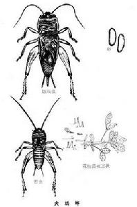 大蟋蟀 大蟋蟀