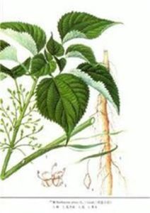 單蕊麻屬 單蕊麻屬