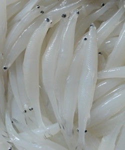 巢湖銀魚 巢湖銀魚