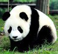 大熊貓武陵山種 大熊貓武陵山種