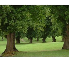 綠葉成陰 綠葉成陰