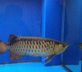 過背金龍 過背金龍