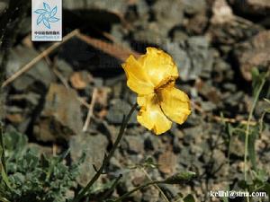 新疆海罌粟 新疆海罌粟