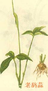 老鴰蒜 老鴰蒜