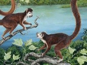 西瓦兔猴 西瓦兔猴