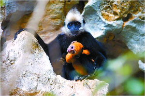 白頭葉猴出生時一身都是黃色的