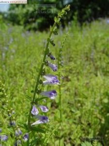 縮莖耳挖草 縮莖耳挖草