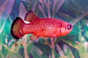 側棘齒鱂 側棘齒鱂