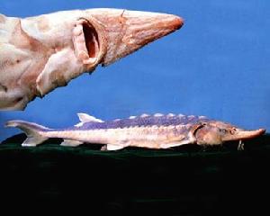 庫頁島鱘 庫頁島鱘