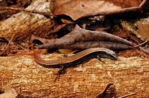 安樂伍茲氏裸眼蜥 安樂伍茲氏裸眼蜥