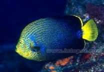 橙蝴蝶神仙 橙蝴蝶神仙