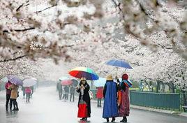 青島櫻花街 青島櫻花街