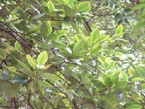 展毛含笑 展毛含笑