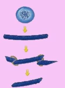 目的基因 目的基因