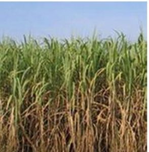 次尖葉耳平蘚 次尖葉耳平蘚