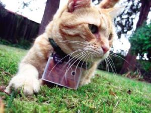 貓咪攝影師 貓咪攝影師