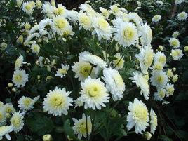 四大名菊 四大名菊