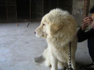 喜馬拉雅牧羊犬 喜馬拉雅牧羊犬