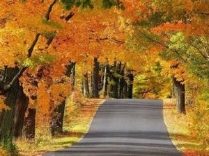 十里古銀杏長廊 十里古銀杏長廊