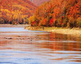 大馬河林場 大馬河林場