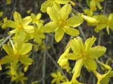 三姐妹——迎春花、黃素馨、雲南黃素馨