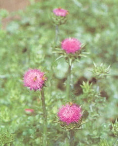水飛薊屬 水飛薊屬