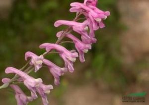 紅花紫堇 紅花紫堇