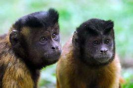 黑帽懸猴 黑帽懸猴