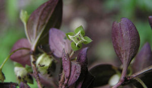 歧傘獐牙菜 歧傘獐牙菜
