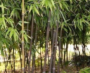 顯耳玉山竹 顯耳玉山竹