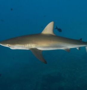 翅鯊 翅鯊