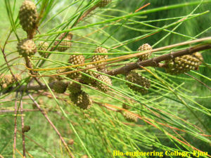 木麻黃屬 木麻黃屬
