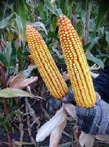 金慶1號 金慶1號