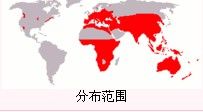 黑鼠分布圖
