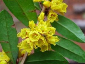 台灣小櫱 台灣小櫱