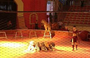 10·31重慶永川老虎咬死女孩事件 10·31重慶永川老虎咬死女孩事件