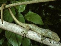猴尾蜥