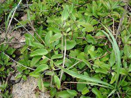 落地生根屬 落地生根屬