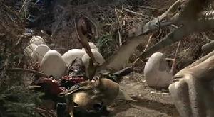 (圖)《翼手龍》