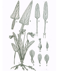 圓根紫堇 圓根紫堇