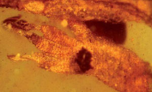 緬甸白堊紀壁虎 緬甸白堊紀壁虎