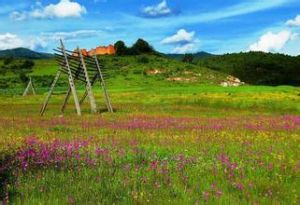 草原杜鵑 草原杜鵑