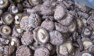 龍泉香菇 龍泉香菇