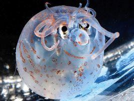 小豬章魚 小豬章魚