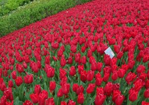 黃陂玫瑰主題公園 黃陂玫瑰主題公園