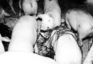 豬酒糟中毒 豬酒糟中毒