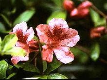 卡木普菲日杜鵑