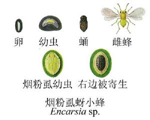 煙粉虱蚜小蜂 煙粉虱蚜小蜂
