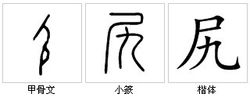 “尻”字源演變